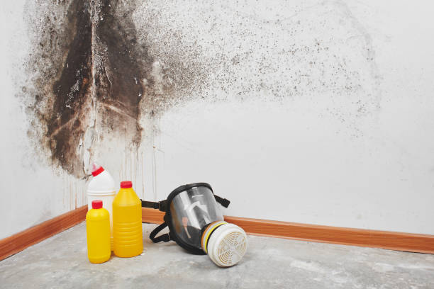 Best Black Mold Removal  in Taylor, TX