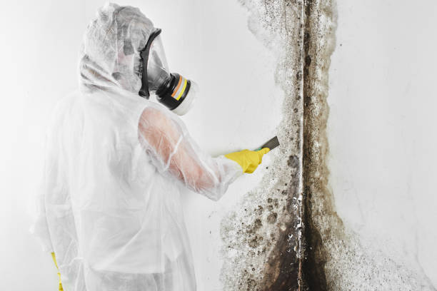 Best Local Mold Removal Service  in Taylor, TX