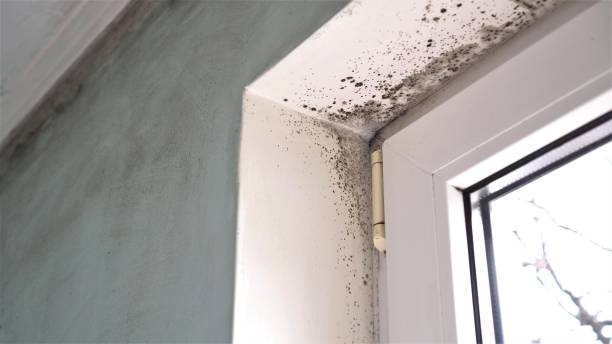 Best Mold Testing and Removal  in Taylor, TX