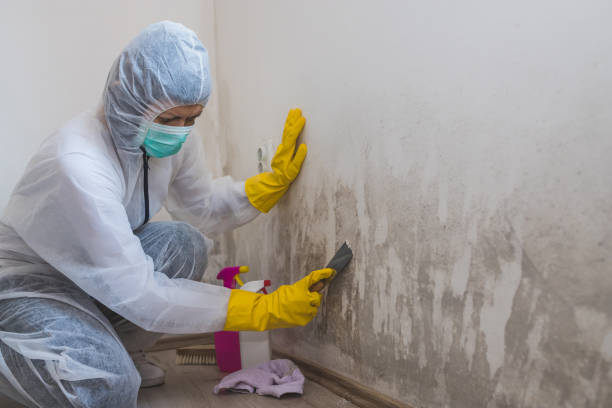 Best Local Mold Removal Service  in Taylor, TX