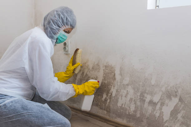 Best Toxic Mold Removal  in Taylor, TX