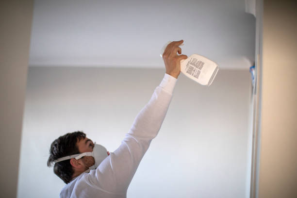Best Black Mold Removal  in Taylor, TX