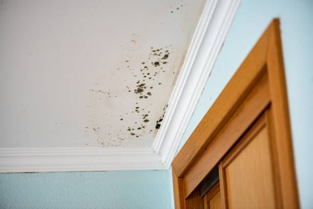 Best Mold Damage Repair  in Taylor, TX
