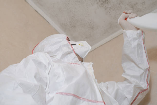Best Attic Mold Removal  in Taylor, TX