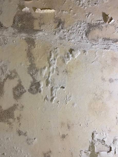 Best Mold Removal Company Near Me  in Taylor, TX