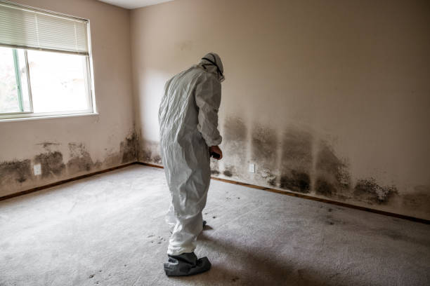 Best Mold Remediation  in Taylor, TX