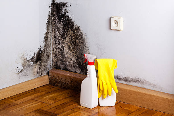 Best Mold Testing  in Taylor, TX