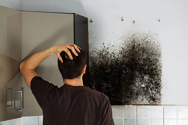 Mold Testing and Removal in Taylor, TX