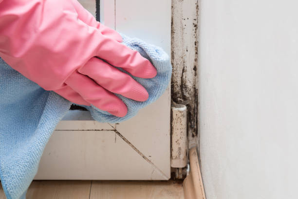 Best Home Mold Removal  in Taylor, TX