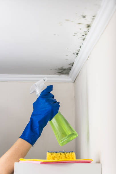 Best Office Mold Removal Services  in Taylor, TX