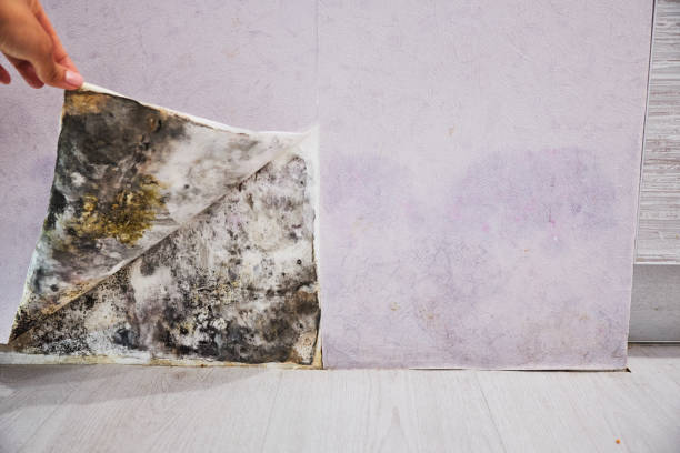 Best Fast Mold Removal  in Taylor, TX